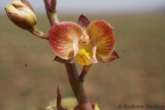 Eulophia tuberculata