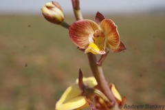 Eulophia tuberculata