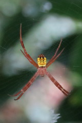 Argiope mangal