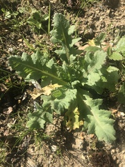 Papaver somniferum