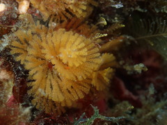 Bugulina