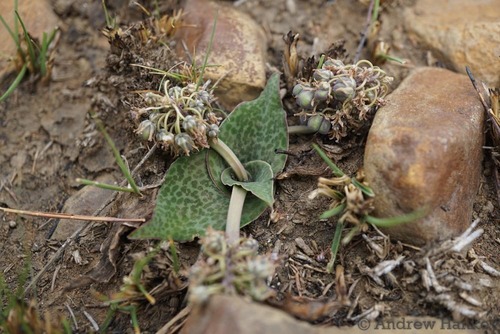 Ledebouria ovatifolia