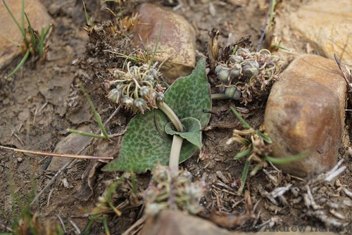 Ledebouria ovatifolia