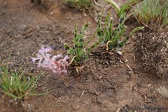 Ledebouria inquinata