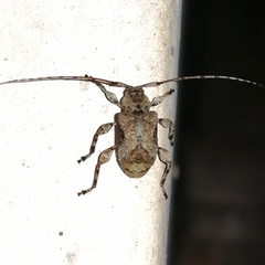 Leptostylus perniciosus