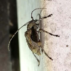 Leptostylus perniciosus