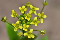Draba nemorosa