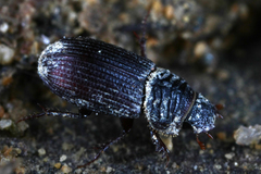 Rhyssemus germanus
