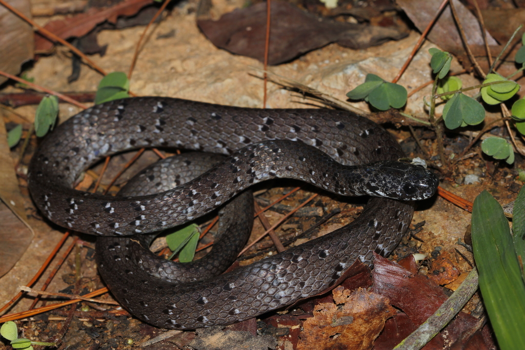 Mountain Slug Snake