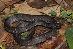 Mountain Slug Snake photo 1
