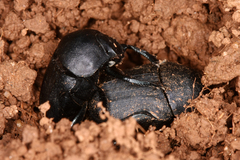 Gymnopleurus geoffroyi