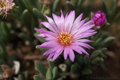Delosperma purpureum