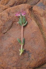 Delosperma purpureum