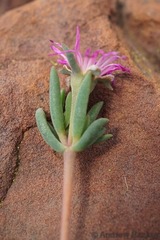 Delosperma purpureum