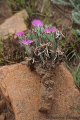 Delosperma purpureum