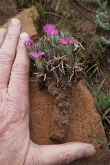 Delosperma purpureum