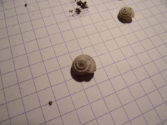 Backeljaia gigaxii