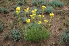 Bulbine capitata