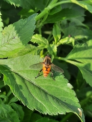 Mesembrius bengalensis