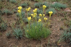 Bulbine capitata