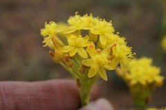 Bulbine capitata