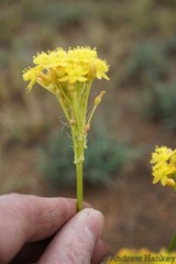 Bulbine capitata