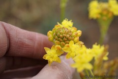 Bulbine capitata