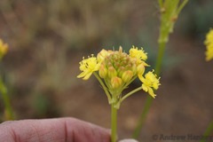 Bulbine capitata