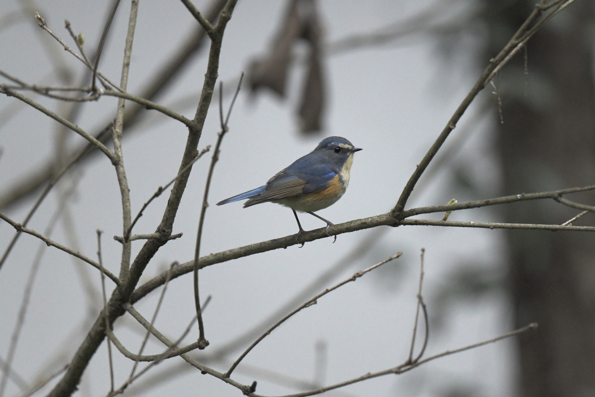 Red-flanked Bluetail