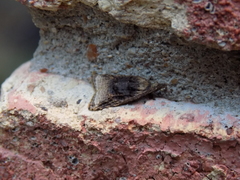 Platynota flavedana