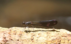 Aristocypha fenestrella