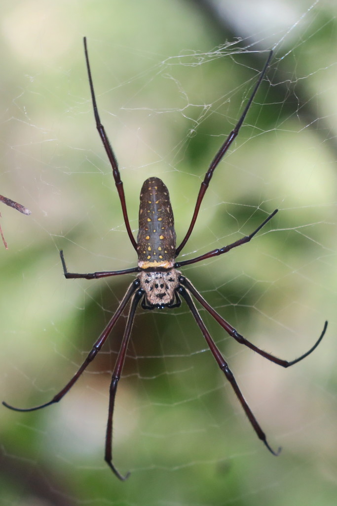 Batik Golden Web Spider from Lim Chu Kang, Singapore on April 4, 2021 ...