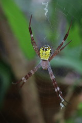 Argiope mangal