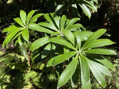 Macrolearia angustifolia