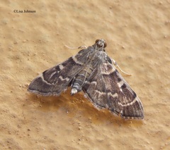Cryptobotys zoilusalis