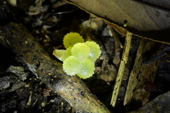 Pseudaneitea