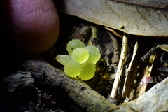 Pseudaneitea