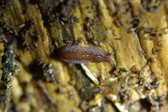 Australopacifica spectabilis