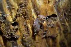 Australopacifica spectabilis