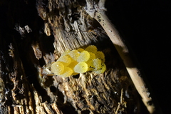 Pseudaneitea