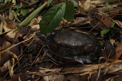 Western Black-Bridged Leaf Turtle photo 2