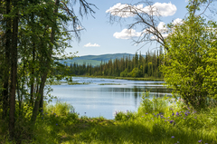 Iris setosa interior