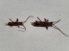 Coptocercus aberrans