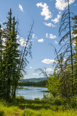 Iris setosa interior