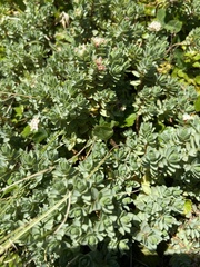 Pimelea prostrata