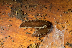 Australopacifica spectabilis