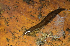 Australopacifica spectabilis