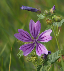 Malva sylvestris