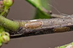 Pulvinaria floccifera