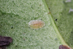 Pulvinaria floccifera